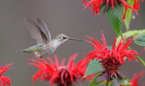 Hummingbird hovering over flowers
